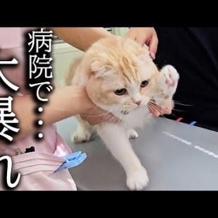 猫が注射が怖くて全力で抵抗して病院がとんでもないことに...