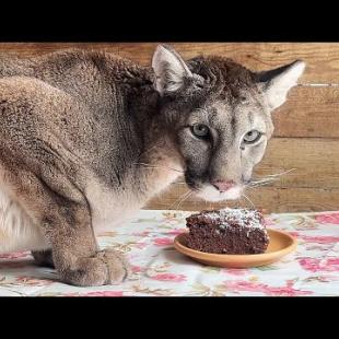 РЕАКЦИЯ ПУМ И РЫСЕЙ НА ПОДАРКИ 14 ФЕВРАЛЯ