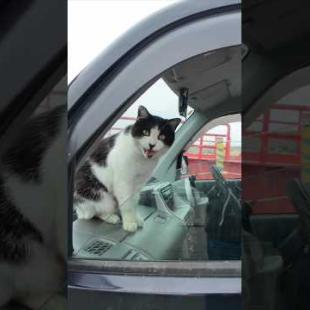 猫島に着いてフェリーを降りると港に駐車中の車の中から猫が挨拶してきた  #ImpressedCatVideo #catisland #猫