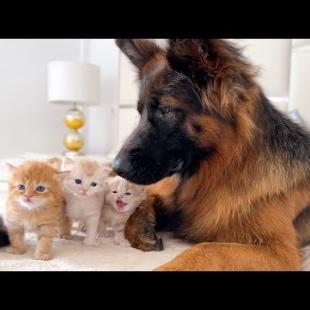 Tiny Kittens CONFUSE German Shepherd!