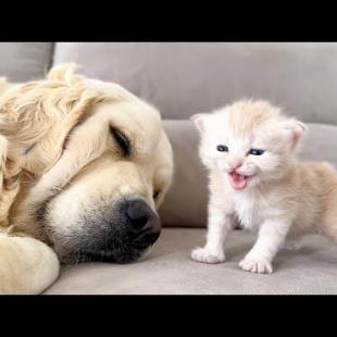 KITTEN Meows LOUDLY To Wake Up Sleeping Dog