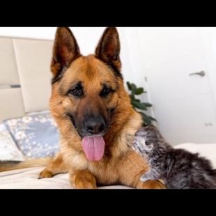 Tiny Kitten Shows Love to Giant German Shepherd — The Sweetest Friendship Ever! 🐱❤️🐶