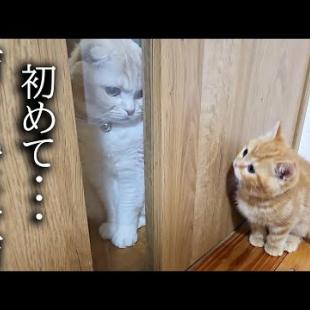 突然先住猫と鉢合わせてしまった子猫が大変なことに...
