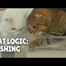 Cats vs Water