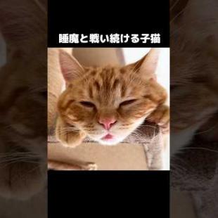睡魔と戦い続ける子猫がかわいい...#shorts