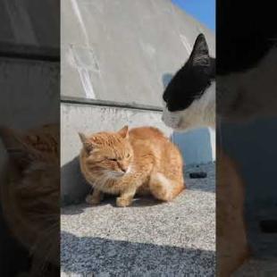 ケンカする猫たちにちゅーるをやってきた #ImpressedCatVideo #catisland #猫