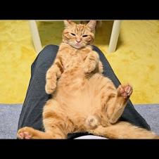 0歳の子猫を本気で叱ったらこうなっちゃいました...