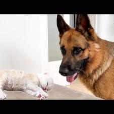 German Shepherd Wakes Up Tiny Kitten