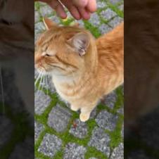 😻😼 The Differences in Personalities Among Street Cats Were So Hilarious! #shorts #cat #cute