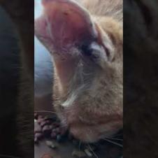 猫島の小学校、給食の時間です