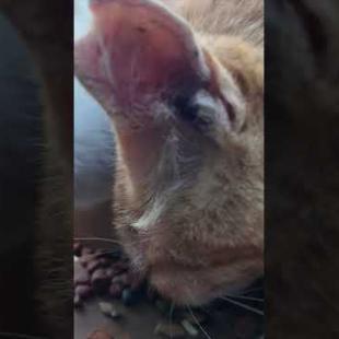 猫島の小学校、給食の時間です