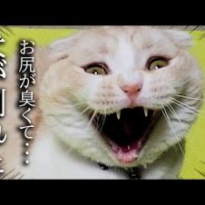 うんち直後の猫のお尻の匂いを嗅いだら強烈すぎて大変なことに