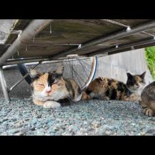 猫島の通りでリアカーの下で休む猫をナデナデしてきた