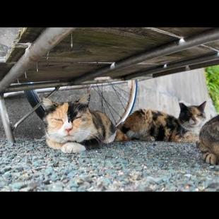 猫島の通りでリアカーの下で休む猫をナデナデしてきた