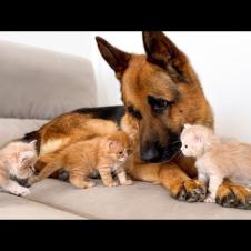 German Shepherd Confused by Attack of Tiny Kittens [Too Much Love!]