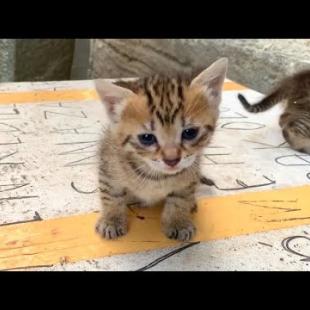 😻Orphaned Puppies Reunited with Their Mother! The Moment of Reunion Will Bring Tears to Your Eyes 😢💕