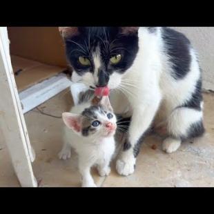 😹 When the Kitten Refuses to Take a Bath... The Mother Cat Goes Crazy! 🧼