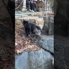 🐱 Black cat's cute grey furry kittens will warm your heart .. 💕🐾#shorts #kitten #cat #catlove #cute