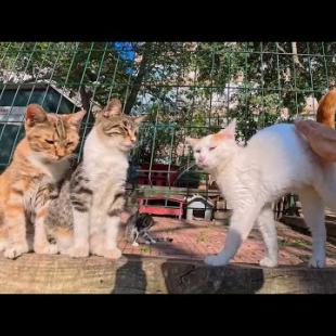 保護猫公園の猫たち、みんな自分から撫でられにくる甘えん坊で可愛すぎた！