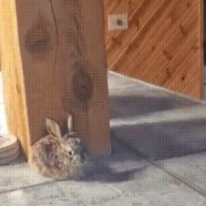 토끼를 처음 본 냥이