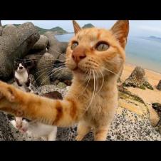 カメラにメッチャ食い付いてくる猫島の猫達