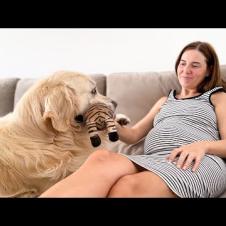 Funny Dog Wants ALL the Attention From His Pregnant Human