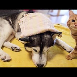 この猛暑でハスキー犬が熱中症に...