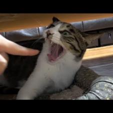 [관찰남] 고양이 하품할때 손가락 넣어보면 어떻게 될까?
