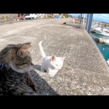 猫島で座ったら猫が集まってきて取り囲まれた