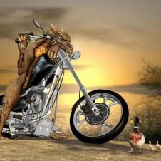 오리가족의 오토바이 구경