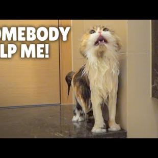 ChuChu Ran Away During a Bath! | Kittisaurus