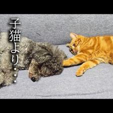 犬が子猫より先に寝るとこうなります...