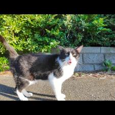 海岸通りで出会った猫ちゃんが激しくナデナデを要求してきた