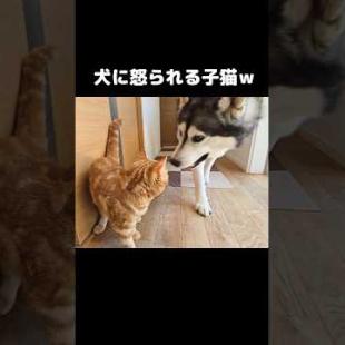 犬に怒られる子猫...笑#shorts