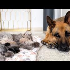 German Shepherd Protecting Mom Cat with Newborn Kittens [Cuteness Overload]