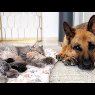 German Shepherd Protecting Mom Cat with Newborn Kittens [Cuteness Overload]
