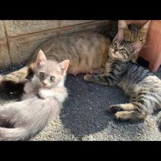 😂🐈 Naughty Babies Trying to Catch Their Mother's Tail!