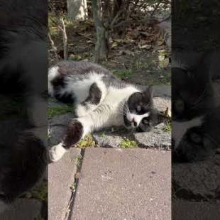 🐱✨ Masked cat understands that I love her and puts on a show #shorts #cat #cats #videos