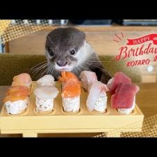 수달 Kotaro Happy Sushi Birthday!